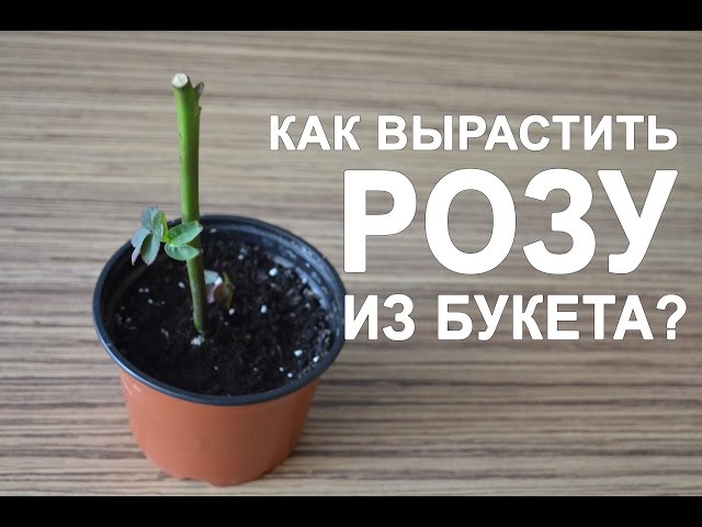 Как укоренить розу из букета?