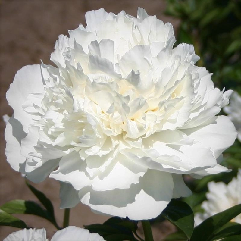 Пион Кэтрин (Paeonia Katharine) купить в Москве по низкой ...